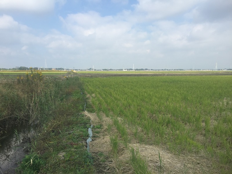 View to the north from the confluence.