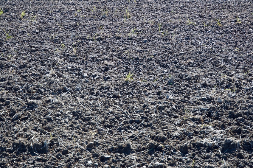 The confluence point lies in this small patch of dirt (used to grow rice)