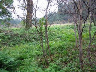 #1: A thicket or crop field where the confluence is in