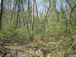 #1: North view of confluence.