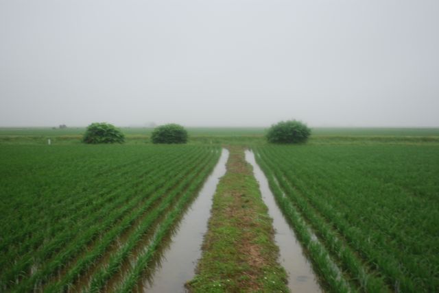 Ridge between fields