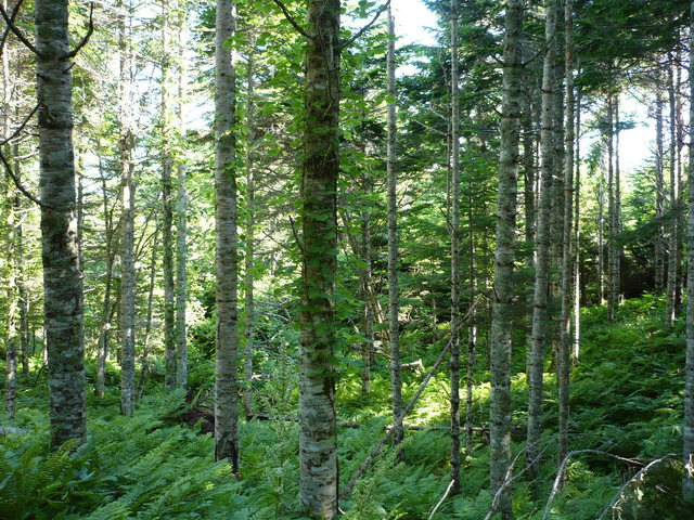 North view of confluence.