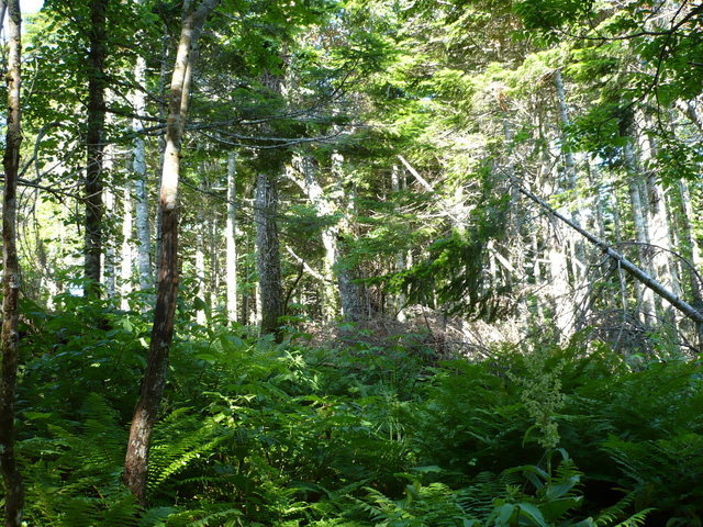 West view of confluence.