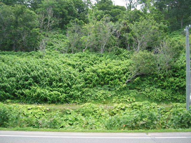 Highly vegetated view in the direction of confluence but 6.5 km away.