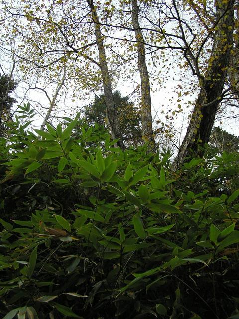 Northward view from the confluence