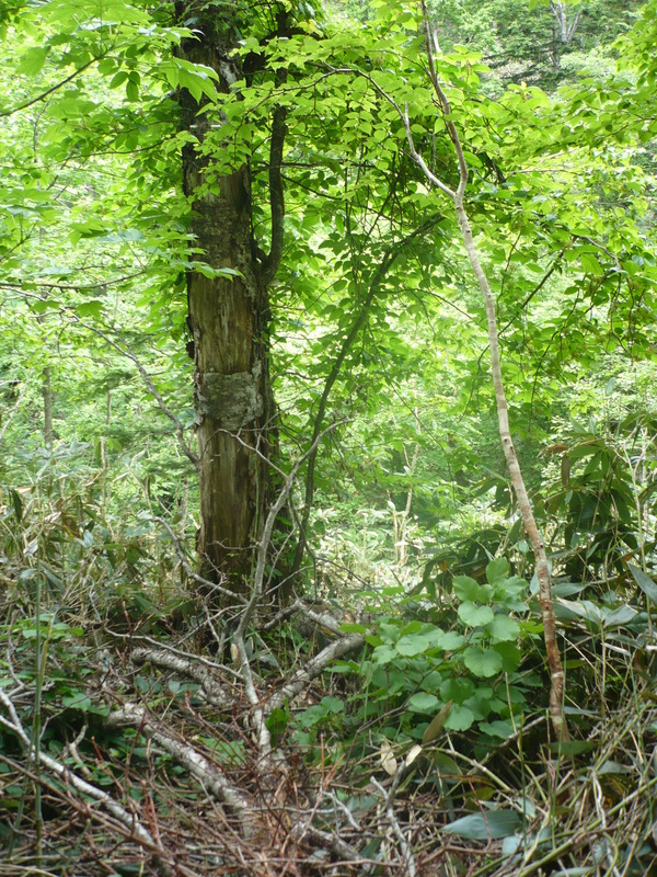 Target is at the base of the tree. Taking photo from 10 meters south.