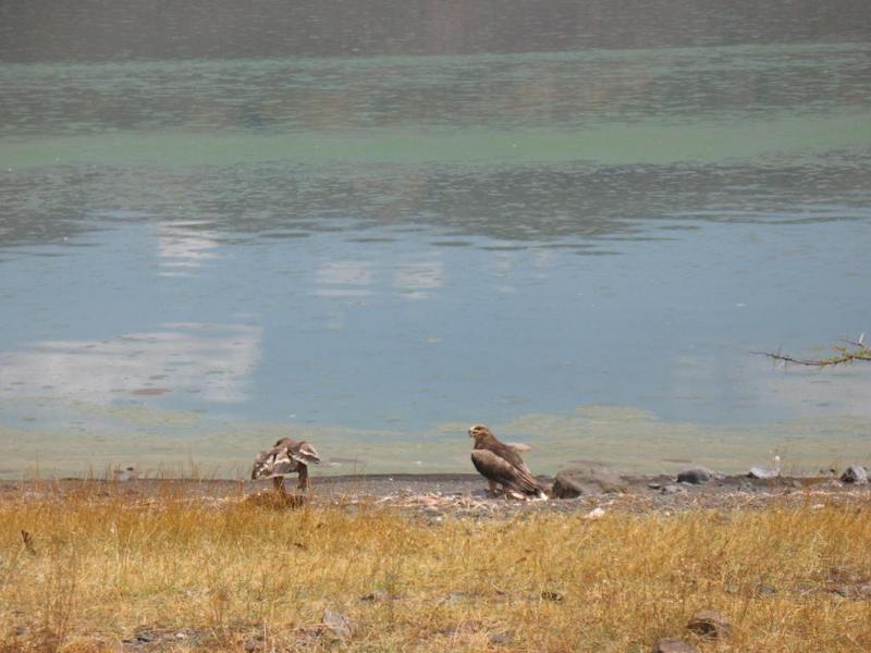 Eagles feasting on flamingos