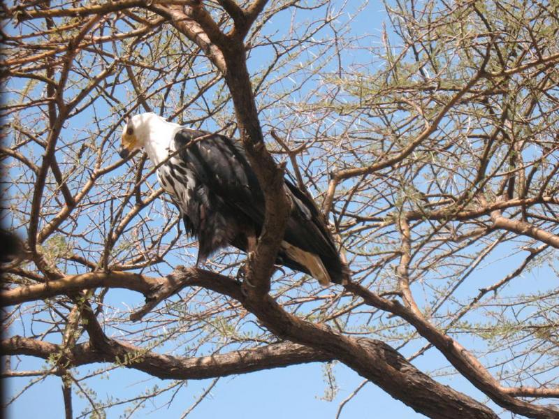 Fish eagle