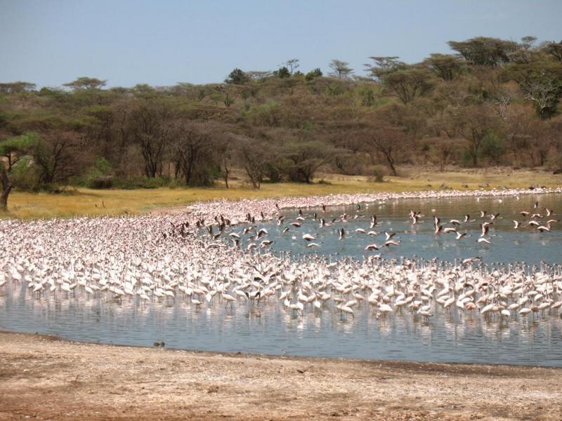 Flamingos