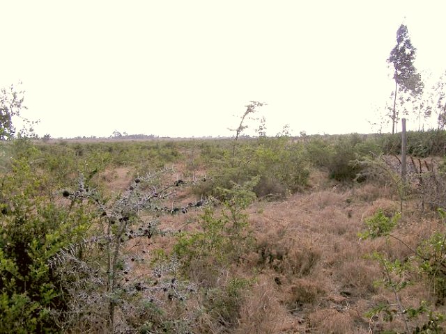 View West. Trees....with thorns.