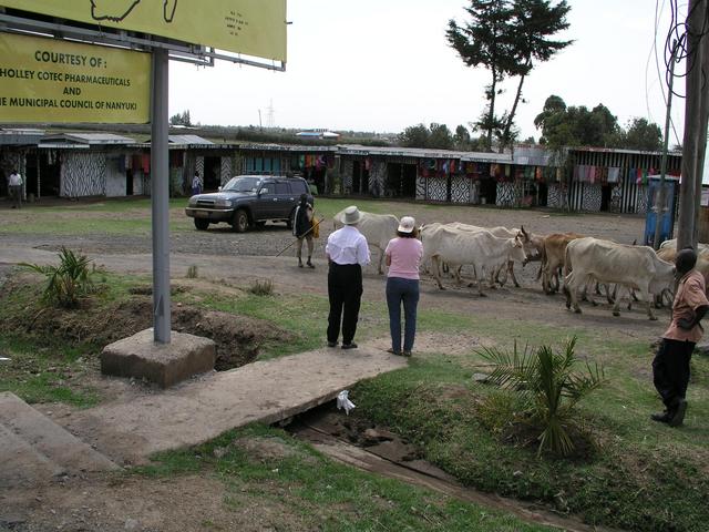 Cattle look for greener pastures as they move north on road shoulder.