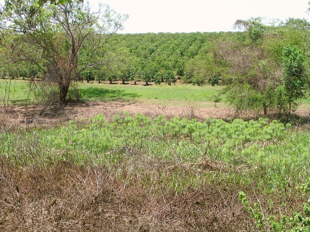 View of the Confluence: The exact spot is on the small patch of burnt vegetation, just before the tufts of green papyrus