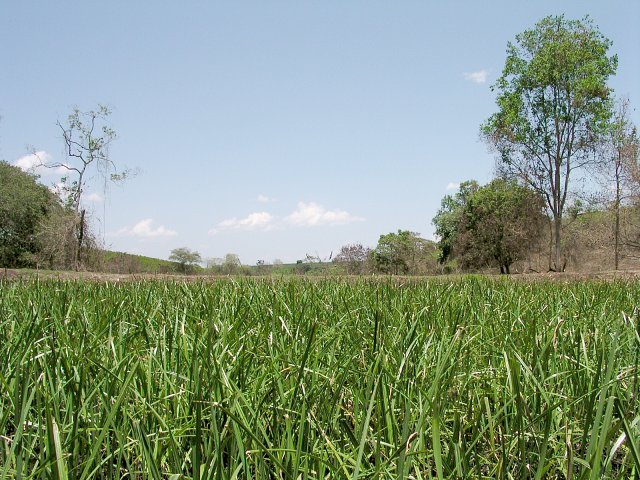 Looking East: The swamp is transversed by a track