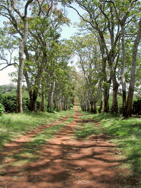 The tree-lined avenue