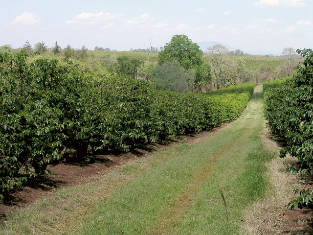 A tractor trail in the coffee estate. The hill on the horizon is Ol Donyo Sabuk National Park.