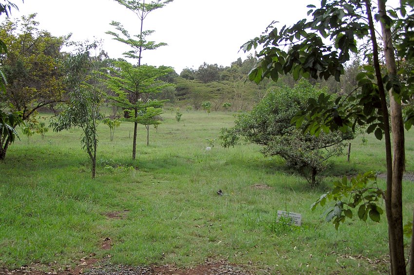 Looking northeast toward the confluence point.  