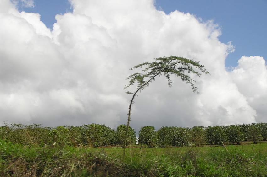 Coffee fields en route to the Confluence.