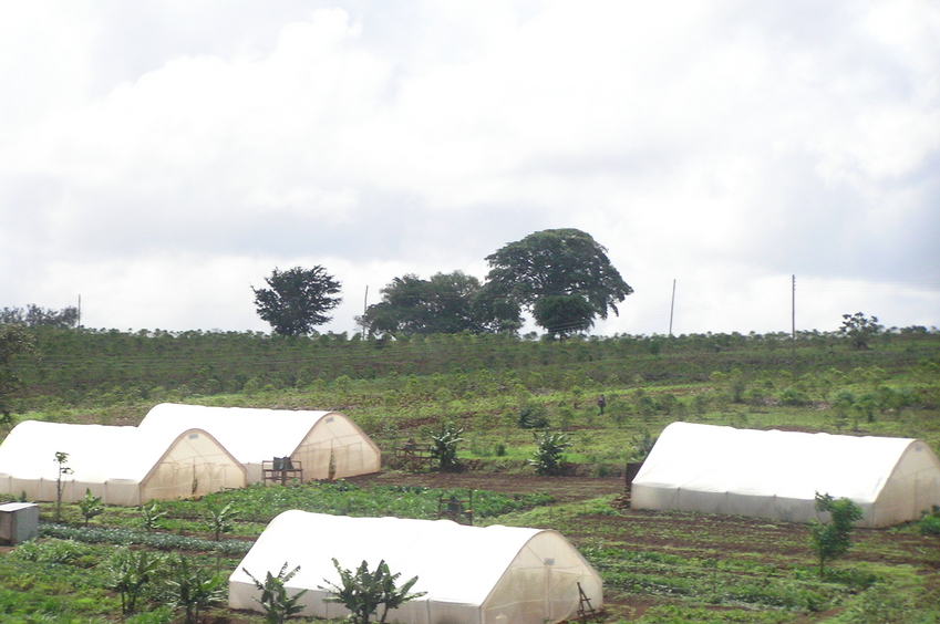 More coffee fields and flower sheds en route to the Confluence.