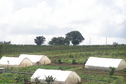 #5: More coffee fields and flower sheds en route to the Confluence.