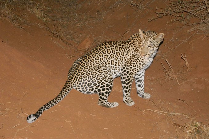 Leopard at night