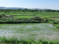 #7: Ricefields