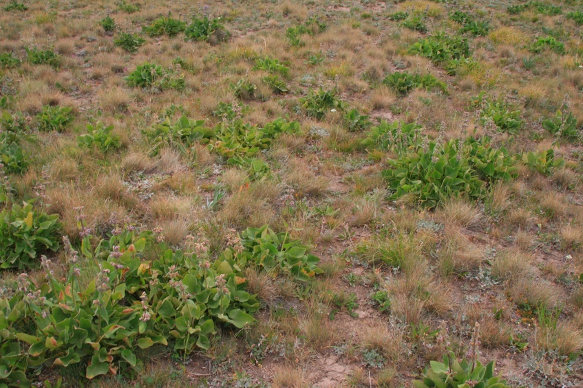 Mountain plants at Confluence