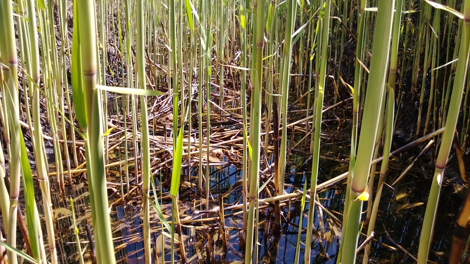 Close up of irrigation canal