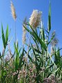 #8: Plants growing near confluence