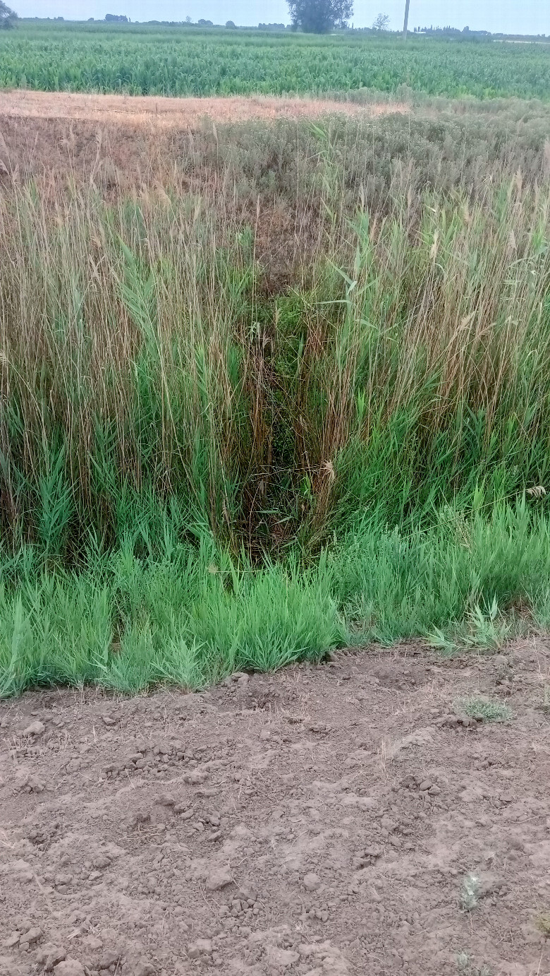 Reed bridge