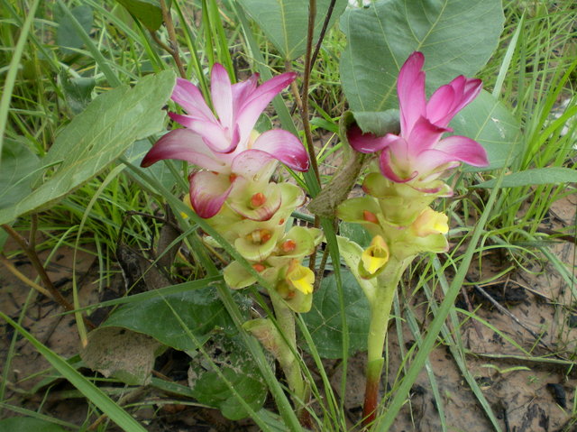 Flowers along the way