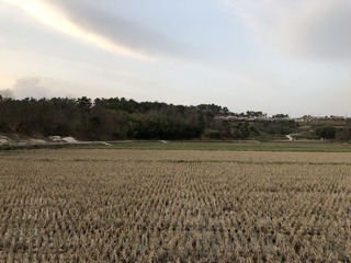 #1: Looking north, cherry blossoms adorn the road afar at the end of the rice paddies.