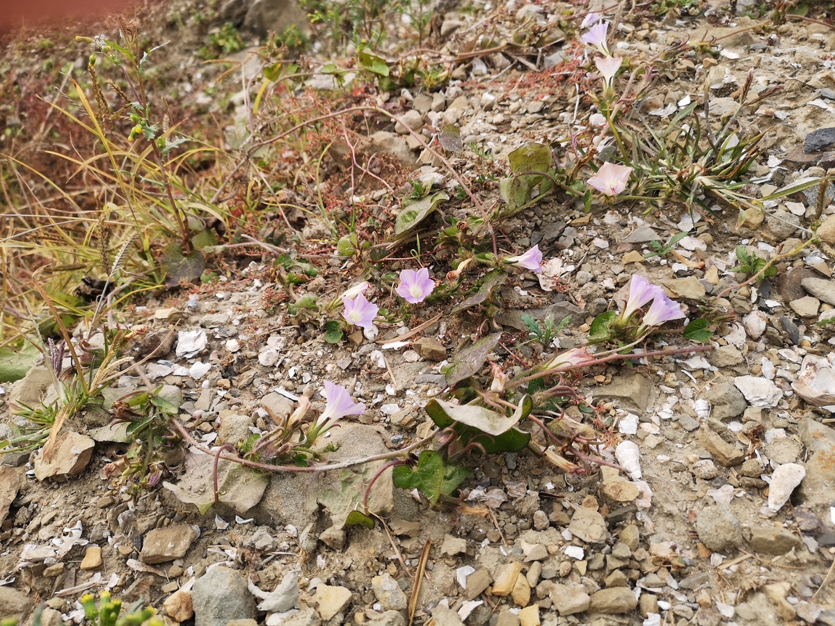 Winter flower