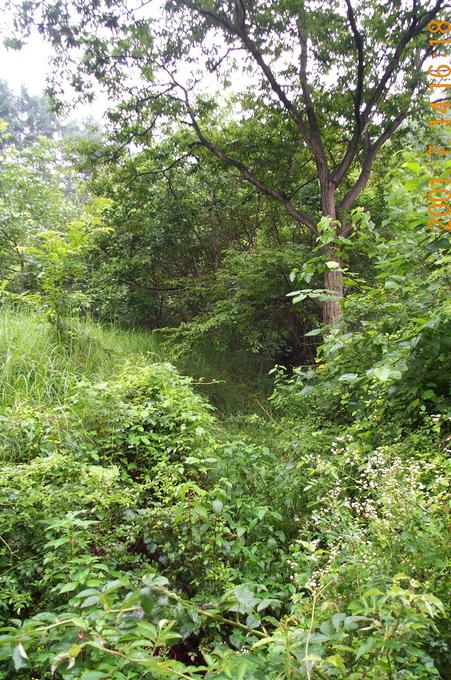 Looking south; the confluence point is located within a dense forest.