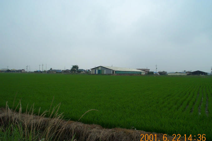 The confluence is located about halfway towards the rice barn.