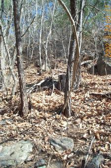 #1: Looking north; about 70 meters into this forest is the confluence point.