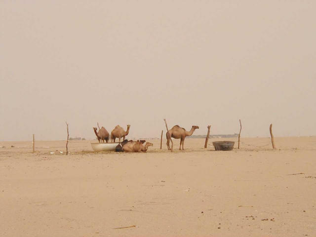 Camels