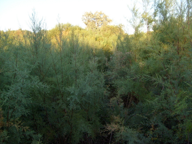 From the confluence looking east