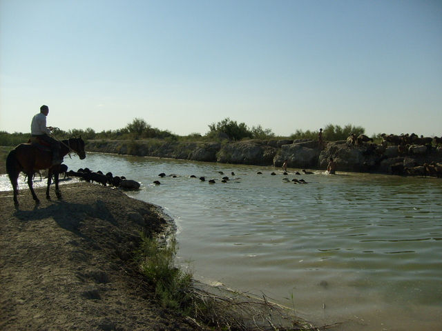 Some Kazakhs are crossing the river with their sheep (7km from the confluence)