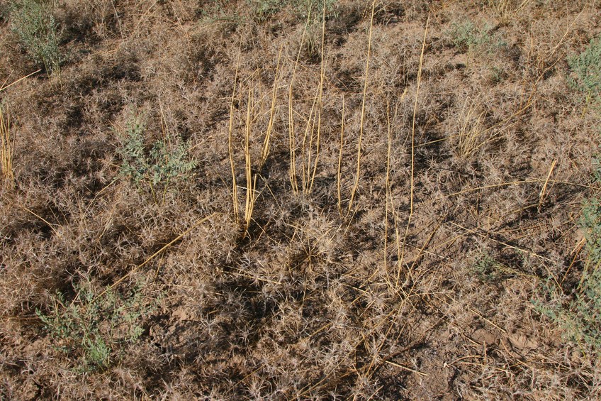 Plants and soil at the confluence point