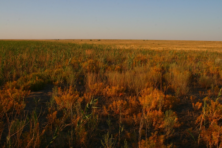 View North: already dry fields