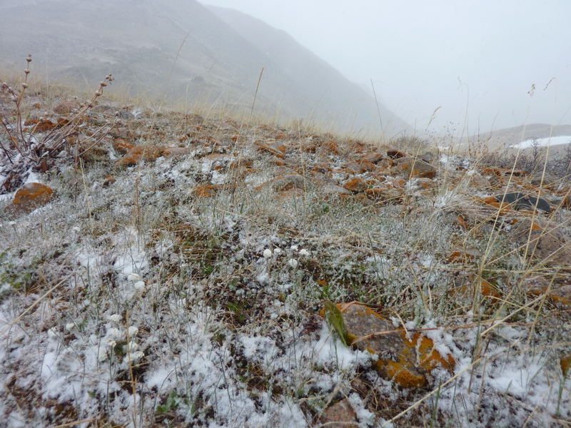 Snow and flowers