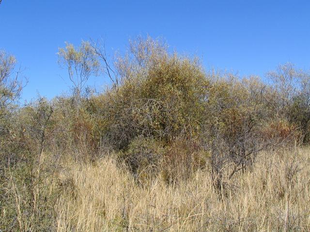 Confluence point. View to the East