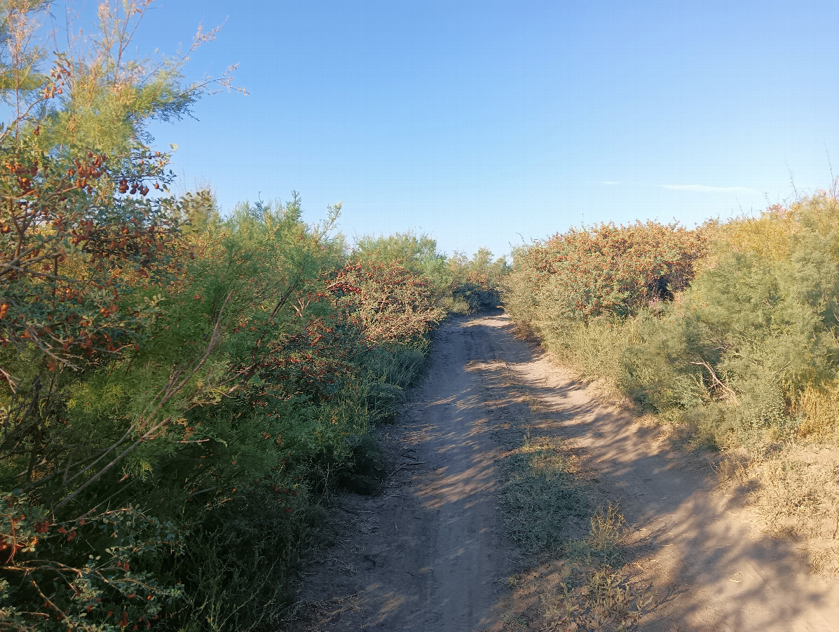 Road in the bushes