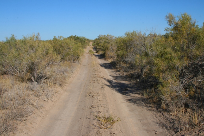 Tracks through Saxaul forest