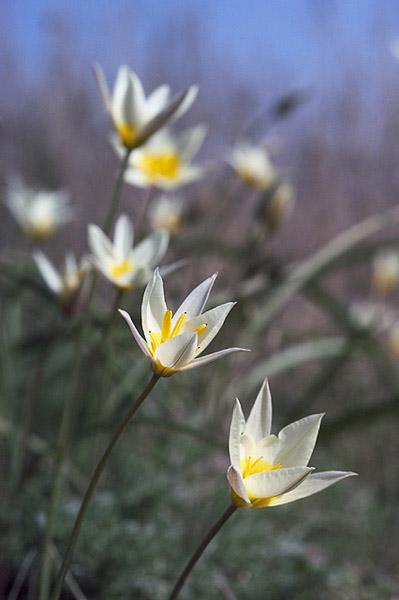 Tulipa Buseana