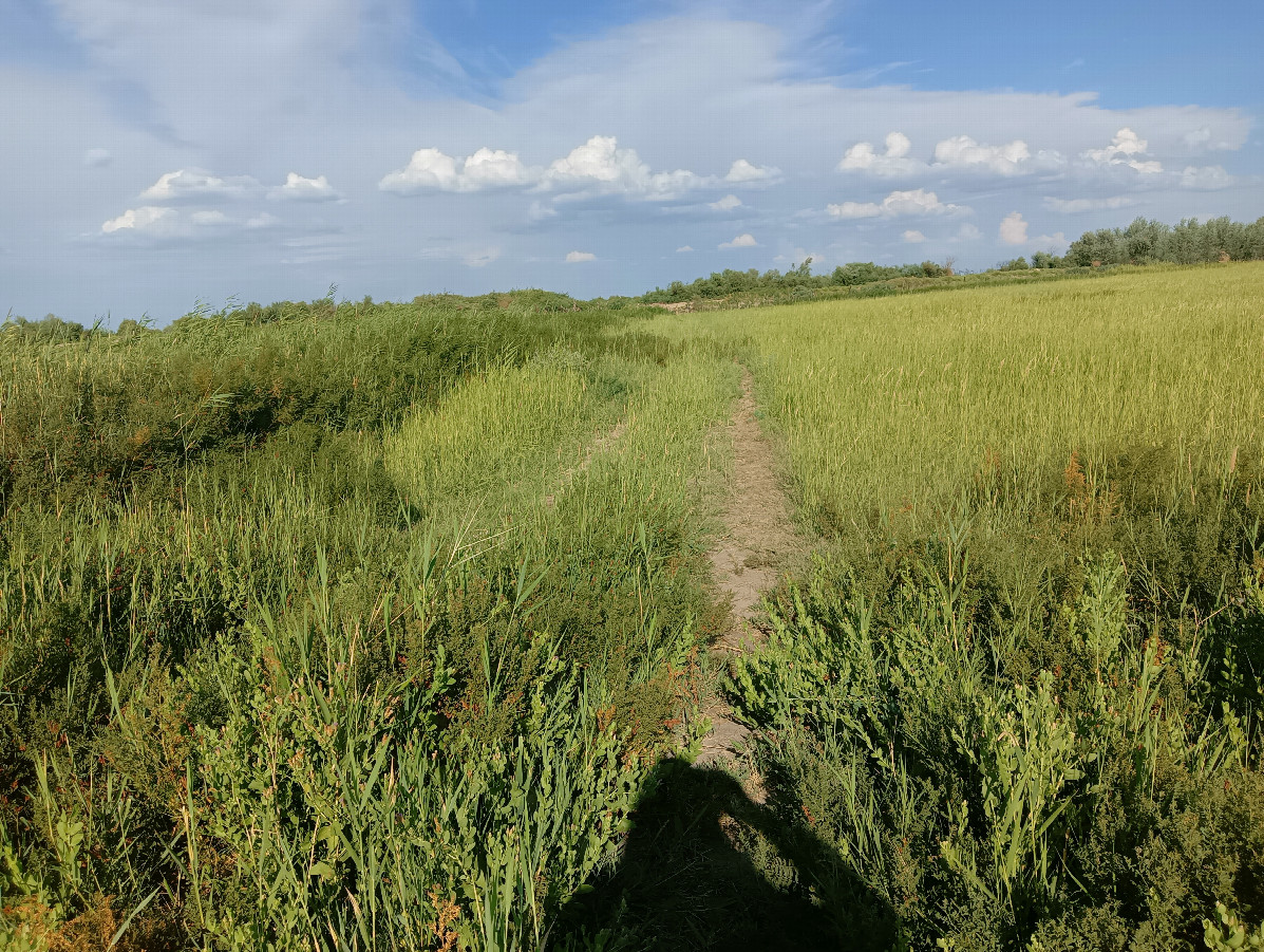 Walking path to CP