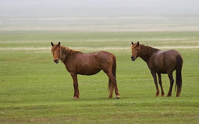 Horses