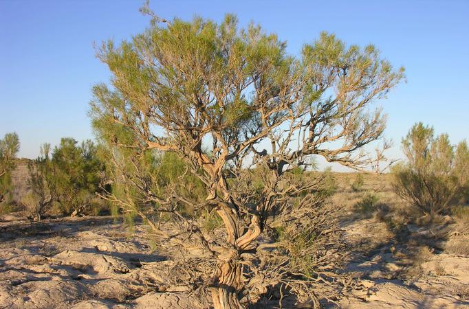 Saksaul tree