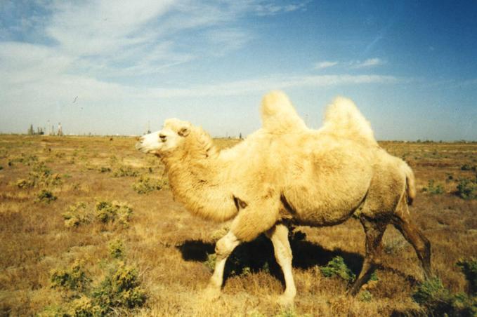 White Camel