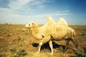 #7: White Camel